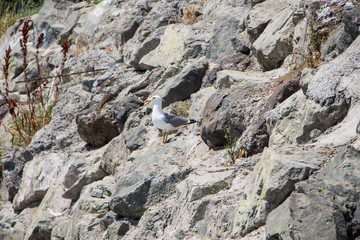 Gull. Seagull sitting on the rock