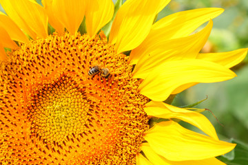 Bee on the sunflower. Close up