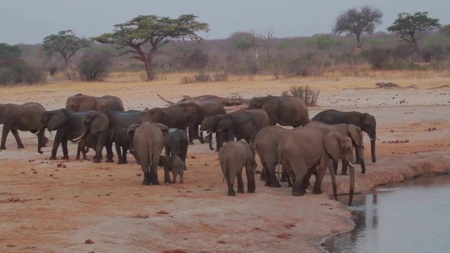 Afrikanische Elefanten in der Savanne 