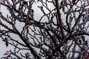Frozen briar tree branches