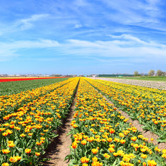 Fototapeta premium Holland tulips field. Spring magic of blossom. Dutch flowers. Colorful flowering landscape. Netherlands, Lisse - Tulip-growing region