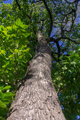 trunk of a tree