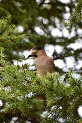 Caucasian young bird Jar Garrulus glandarius in branches of spruce