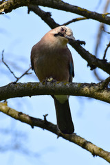 Caucasian curious Garrulus glandarius on maple tree branch