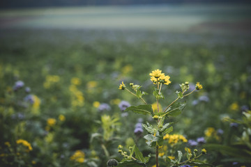 yellow flower field in Germany
