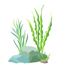 Aquatic Plants with Stones Vector Illustration