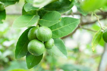 Close-up Thai limes on tree.
