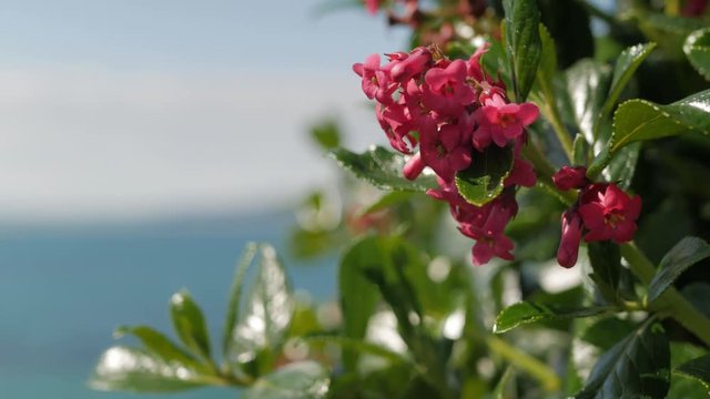Red escallonia flower blows in the breeze at Kaka Point, New Zealand.