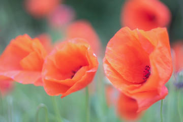 Poppies, in the late spring you can see them everywhere, in small quantities or on immense fields.