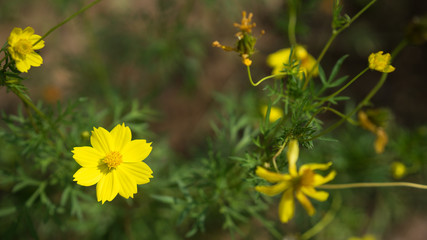 colourful cosmos flower