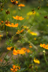 colourful cosmos flower