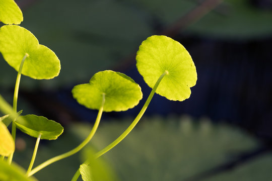 feuilles d&eacute;licates et nature ezn