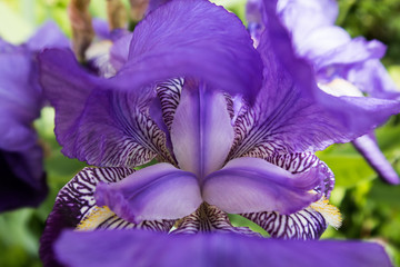 Iris
