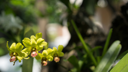 Obraz na płótnie Canvas green orchid flower
