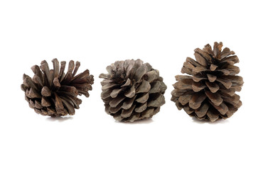 pine cones close up isolated on white background.