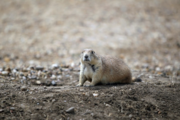 Prairie Dog