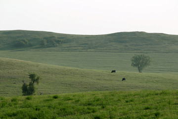 Fototapeta na wymiar Cows in Large Meadow