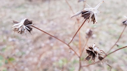 Dead dry