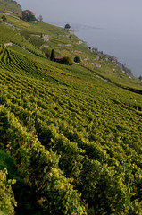 St. Saphorin: The wine yards and terraces Lavaux at the Unesco World Heritage