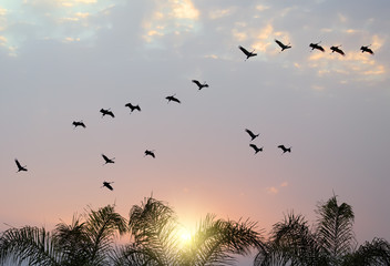 Tropical colorful sunset. Beautiful view through the palm leaves 