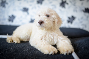 Cute Lagotto Romagnolo puppy