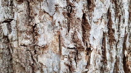 Bark of the tree