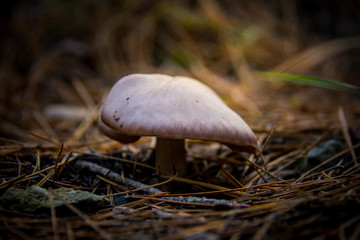 Granada, Spain; November 16, 2018: forest mushrooms