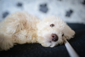 Cute Lagotto Romagnolo puppy