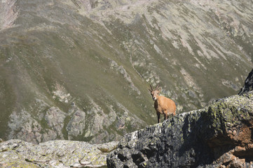 Young female alpine Capra ibex looking at the camera and standing on the high rocks stone in Dombay mountains against the rocks. North Caucasus. Russia