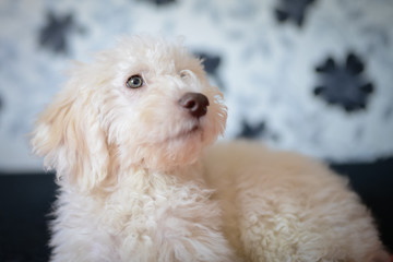 Cute Lagotto Romagnolo puppy