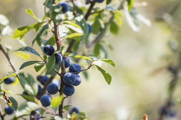 Wild branch of blue berries with green leaves