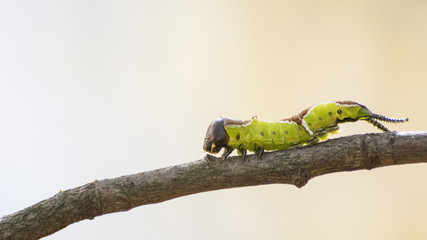 Detailed green caterpillar on a branch in a natural environment
