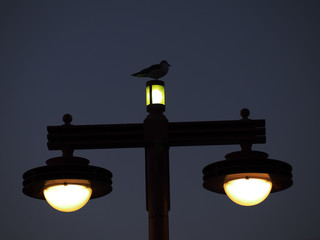 街灯とカモメ