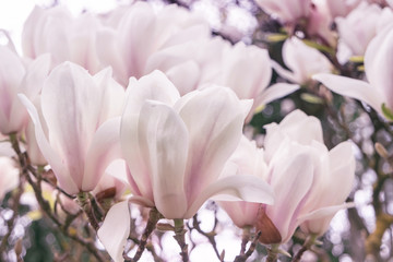 Spring background with blooming magnolia