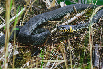 snake in the grass