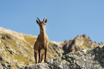Young female alpine Capra ibex looking at the camera and standing on the high rocks stone in Dombay mountains against the sky. North Caucasus. Russia