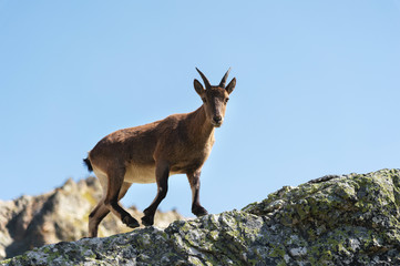 Naklejka na ściany i meble Young female alpine Capra ibex looking at the camera and standing on the high rocks stone in Dombay mountains against the sky. North Caucasus. Russia