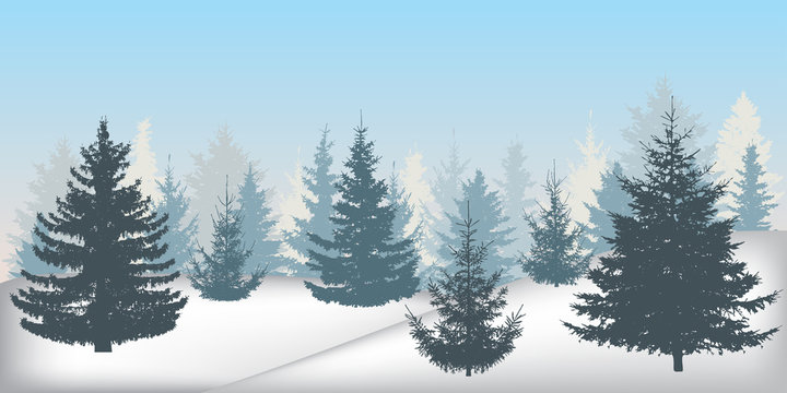 Silhouette of winter snowy forest, beautiful spruce trees (fir trees). Vector illustration