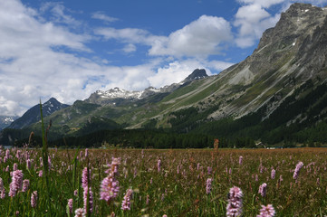 Swiss alps: The flora around the glacier-lake "Silsersee" in the upper Engadin
