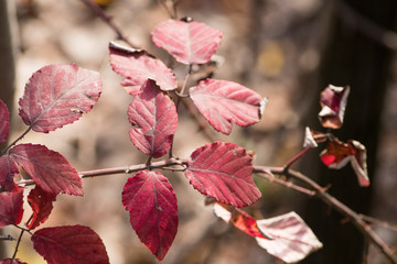 Red leaves during autumn