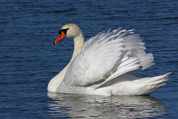 Mute Swan (Cygnus olor)