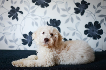 Cute Lagotto Romagnolo puppy