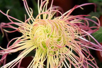 chrysanthemum