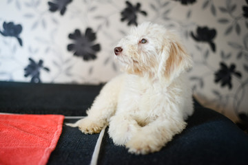 Cute Lagotto Romagnolo puppy