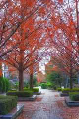 紅葉したメタセコイアがある美しい遊歩道
