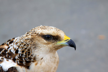 eagle head shots