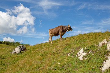 Kuh - Allgäu - Alpen - Berg - Hang - Sommer - Braunvieh - Original