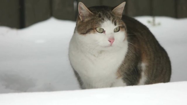 funny cat sitting in the snow and looking