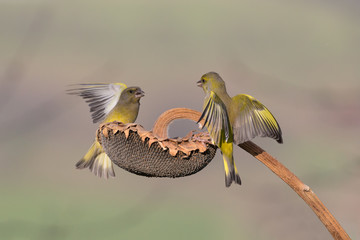 Battaglia sul girasole tra verdoni comuni (Chloris chloris)
