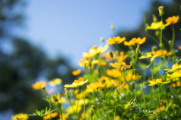 cosmos flower close-up